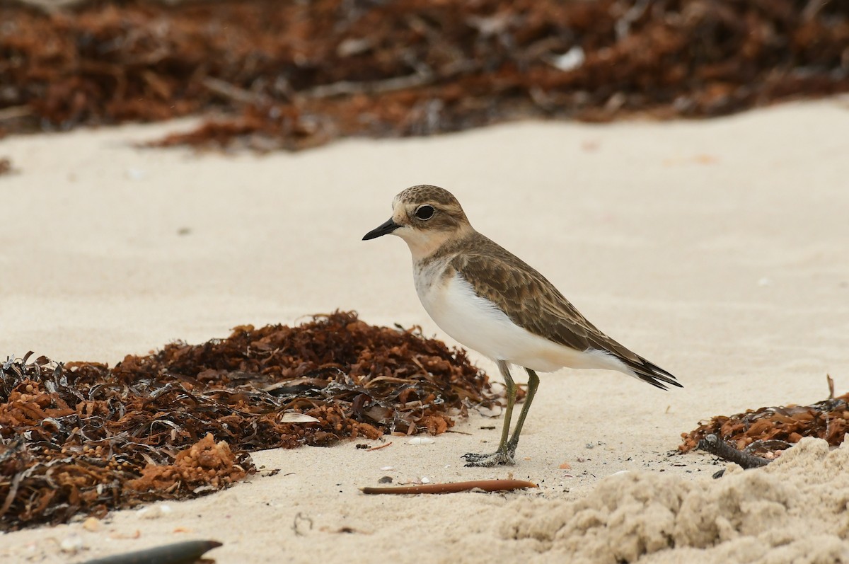 Double-banded Plover - ML616991072