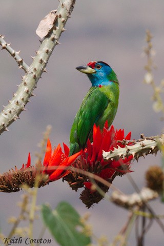 Blue-throated Barbet (Red-crowned) - ML616991075