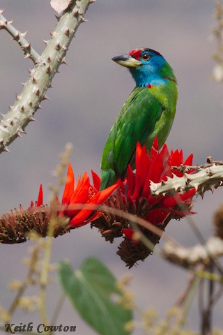 Blue-throated Barbet (Red-crowned) - ML616991076