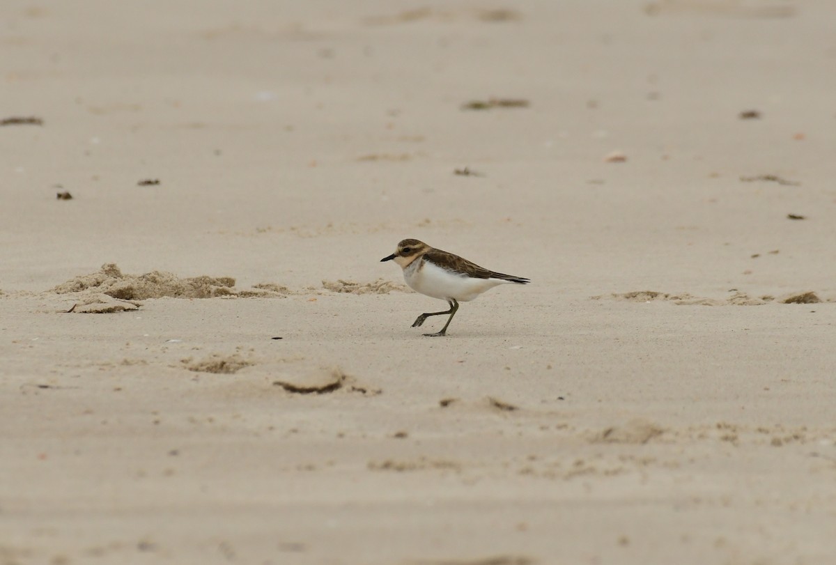 Double-banded Plover - ML616991096