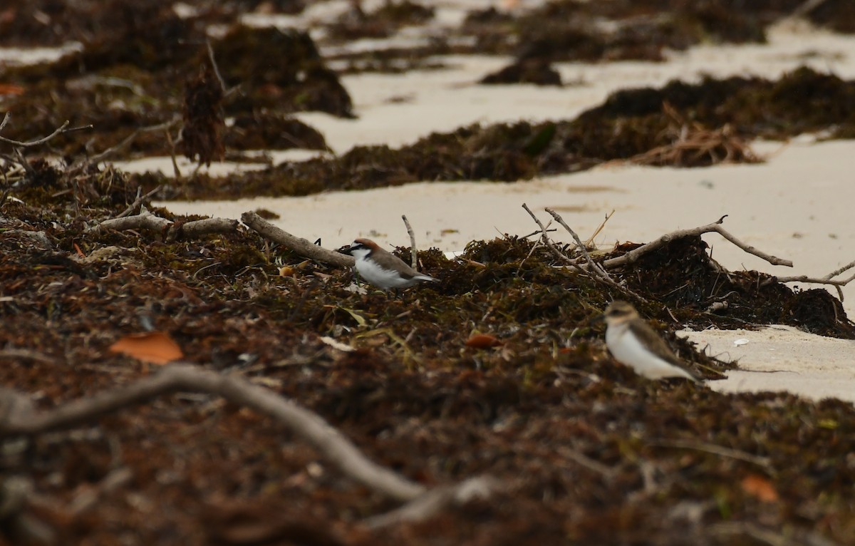 Red-capped Plover - ML616991099