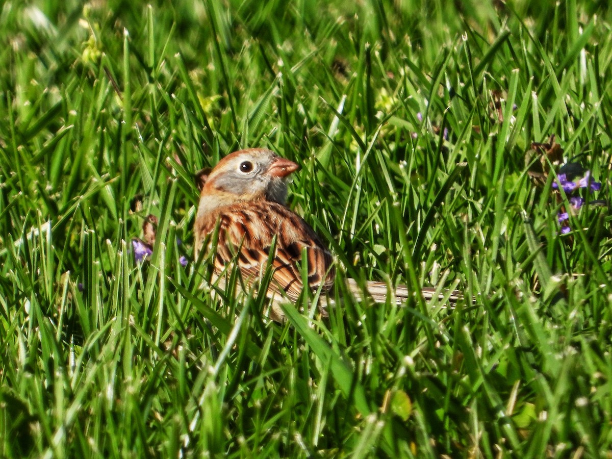 Field Sparrow - Roger Medina