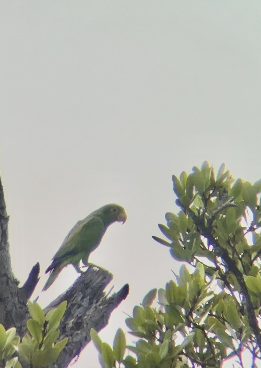 Yellow-lored Parrot - ML616991129