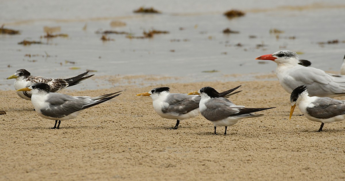 Great Crested Tern - ML616991155