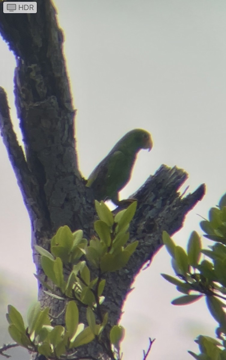 Yellow-lored Parrot - ML616991228