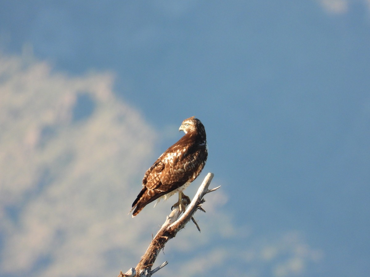 Red-tailed Hawk - ML616991287