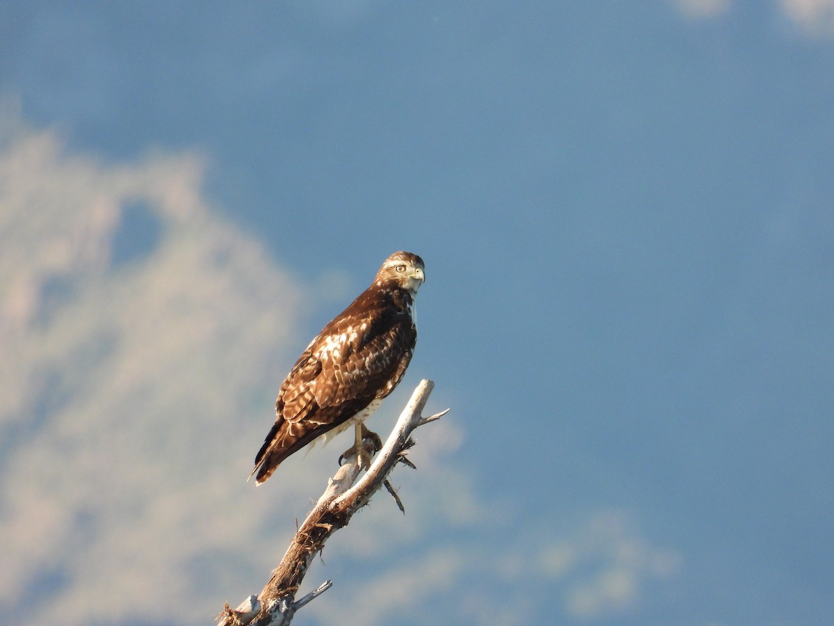 Red-tailed Hawk - ML616991288