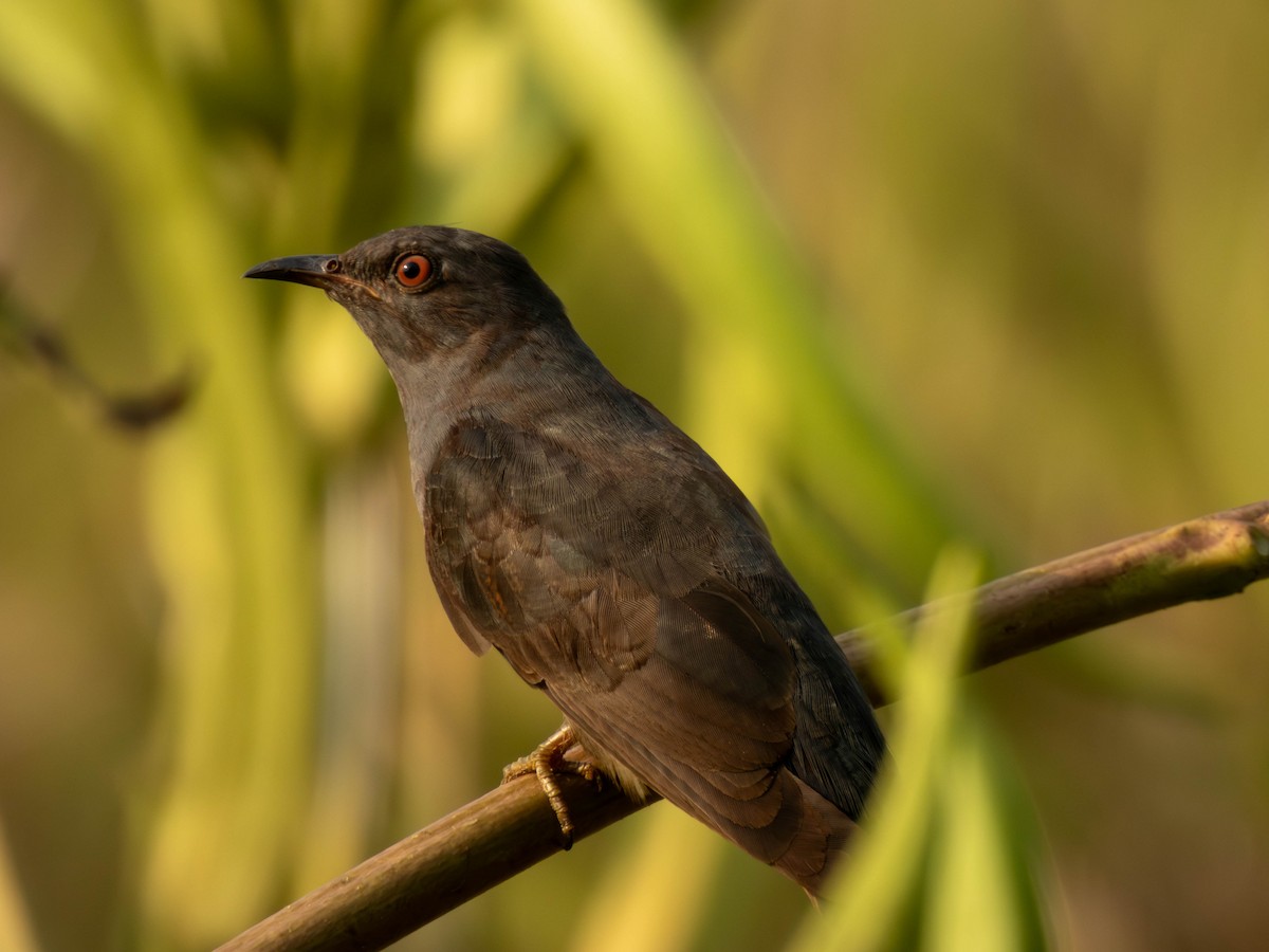Gray-bellied Cuckoo - ML616991302