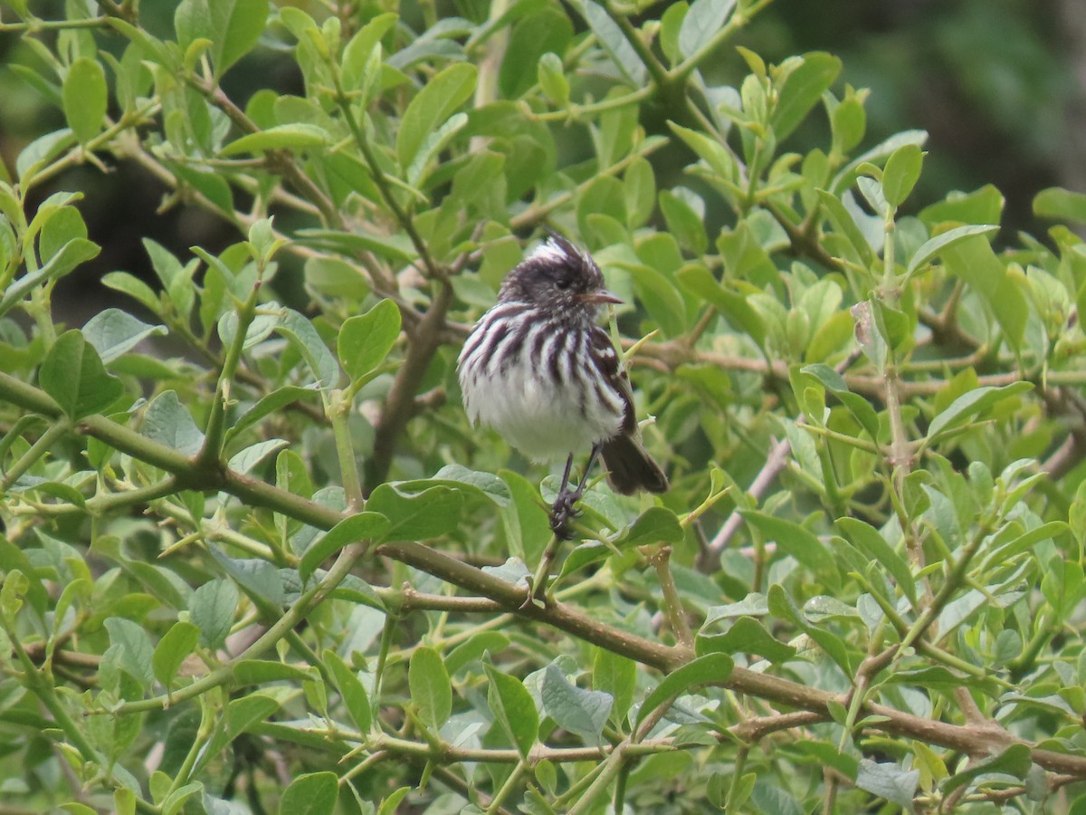 Pied-crested Tit-Tyrant - ML616991382