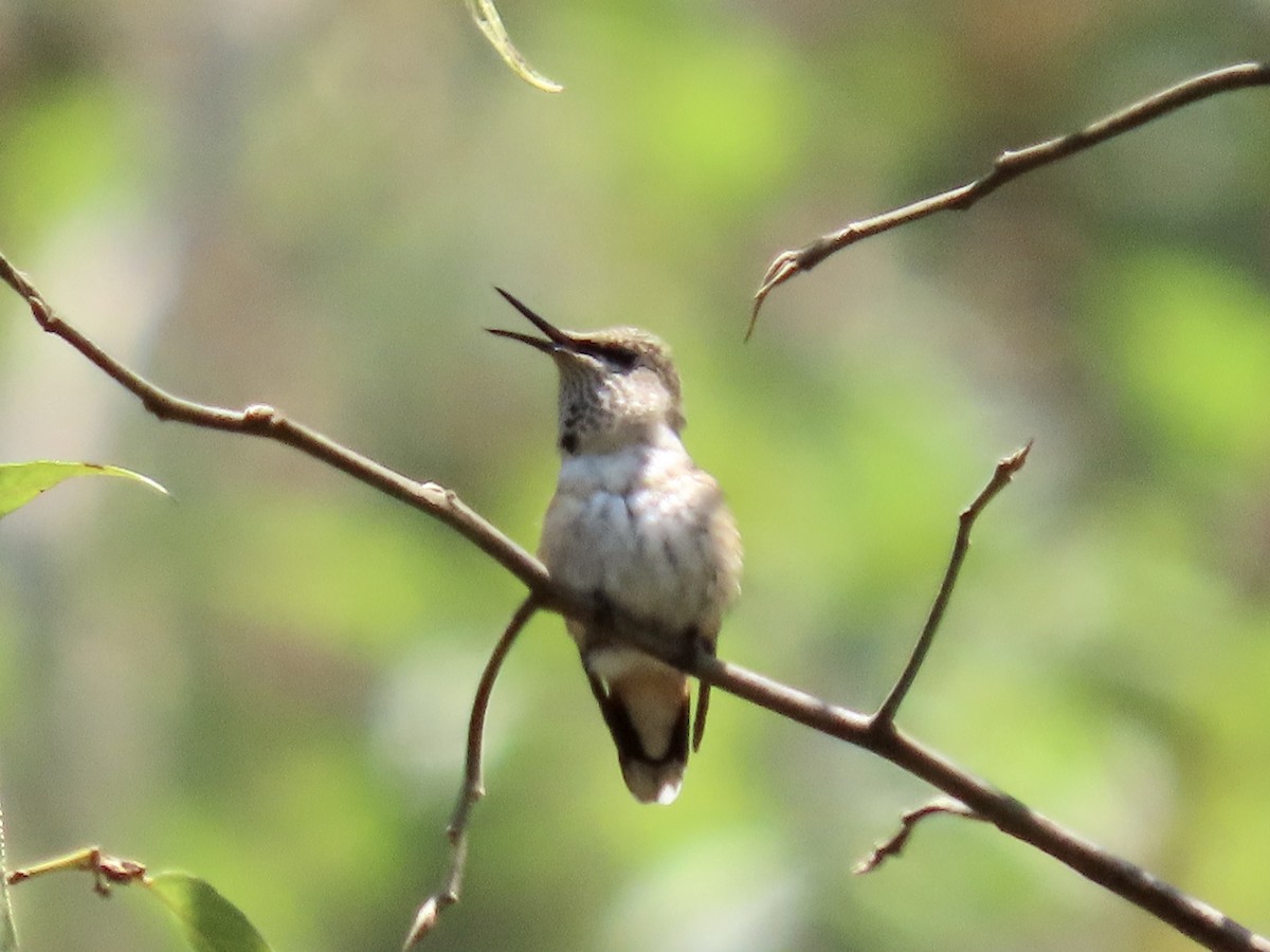 Bumblebee Hummingbird - ML616991391