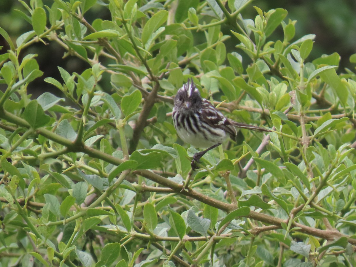 Pied-crested Tit-Tyrant - ML616991395