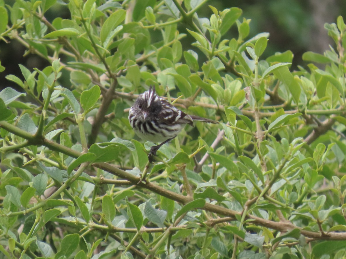 Pied-crested Tit-Tyrant - ML616991407