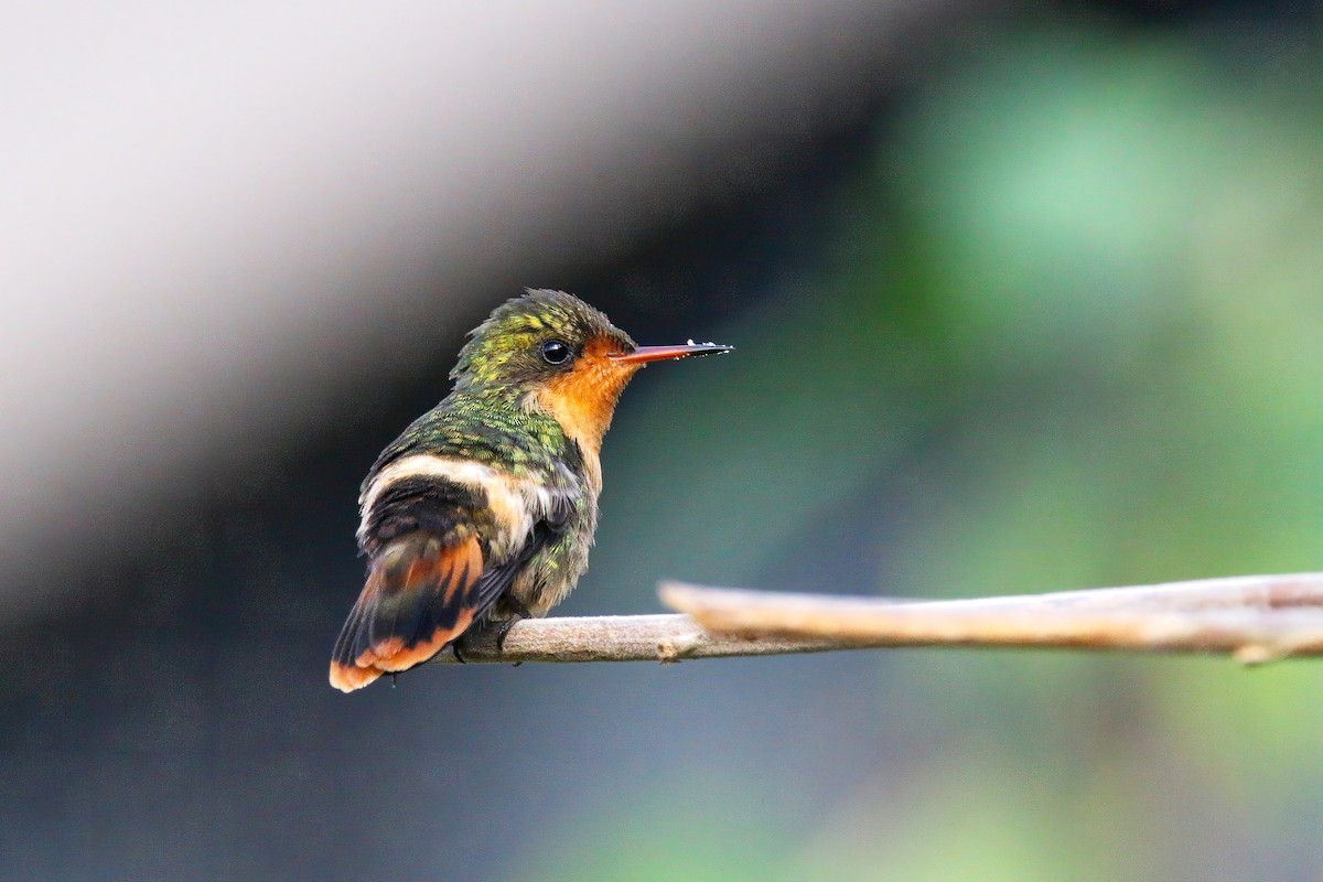 Tufted Coquette - Devin Griffiths