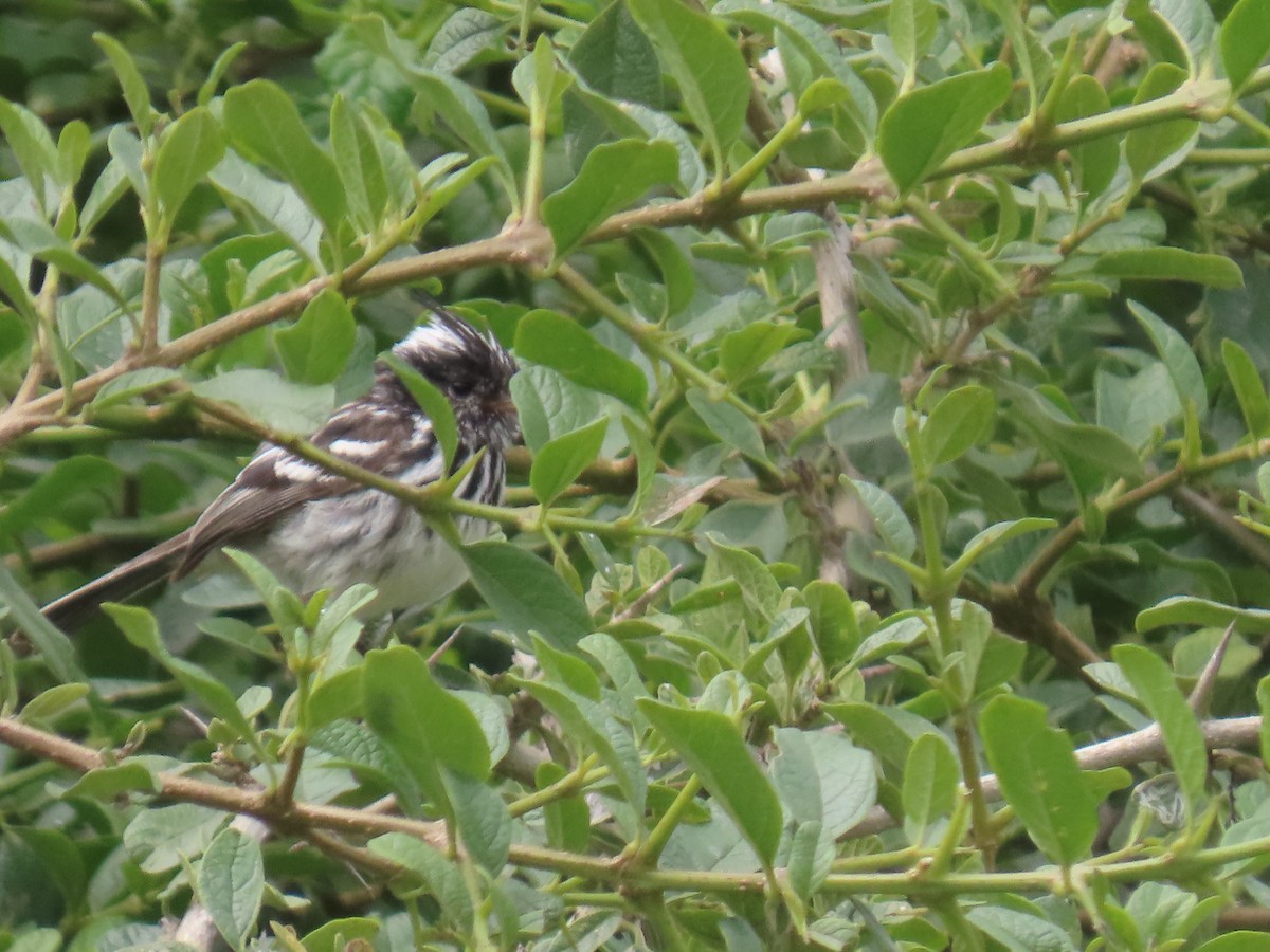 Pied-crested Tit-Tyrant - ML616991436