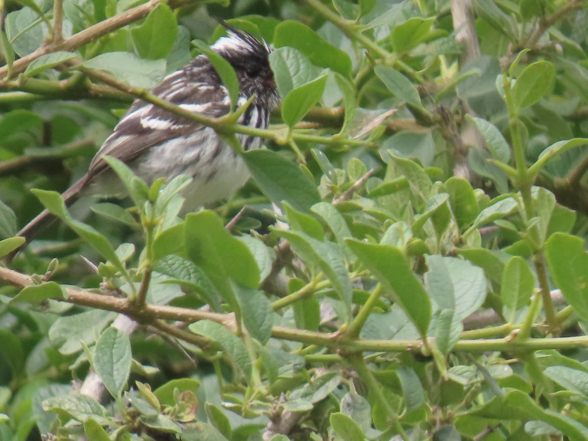 Pied-crested Tit-Tyrant - Katherine Holland