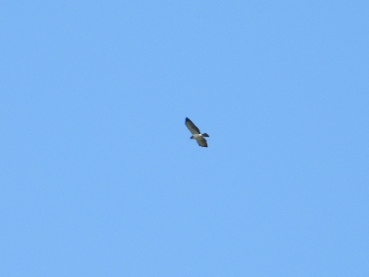 Short-tailed Hawk - WS Barbour