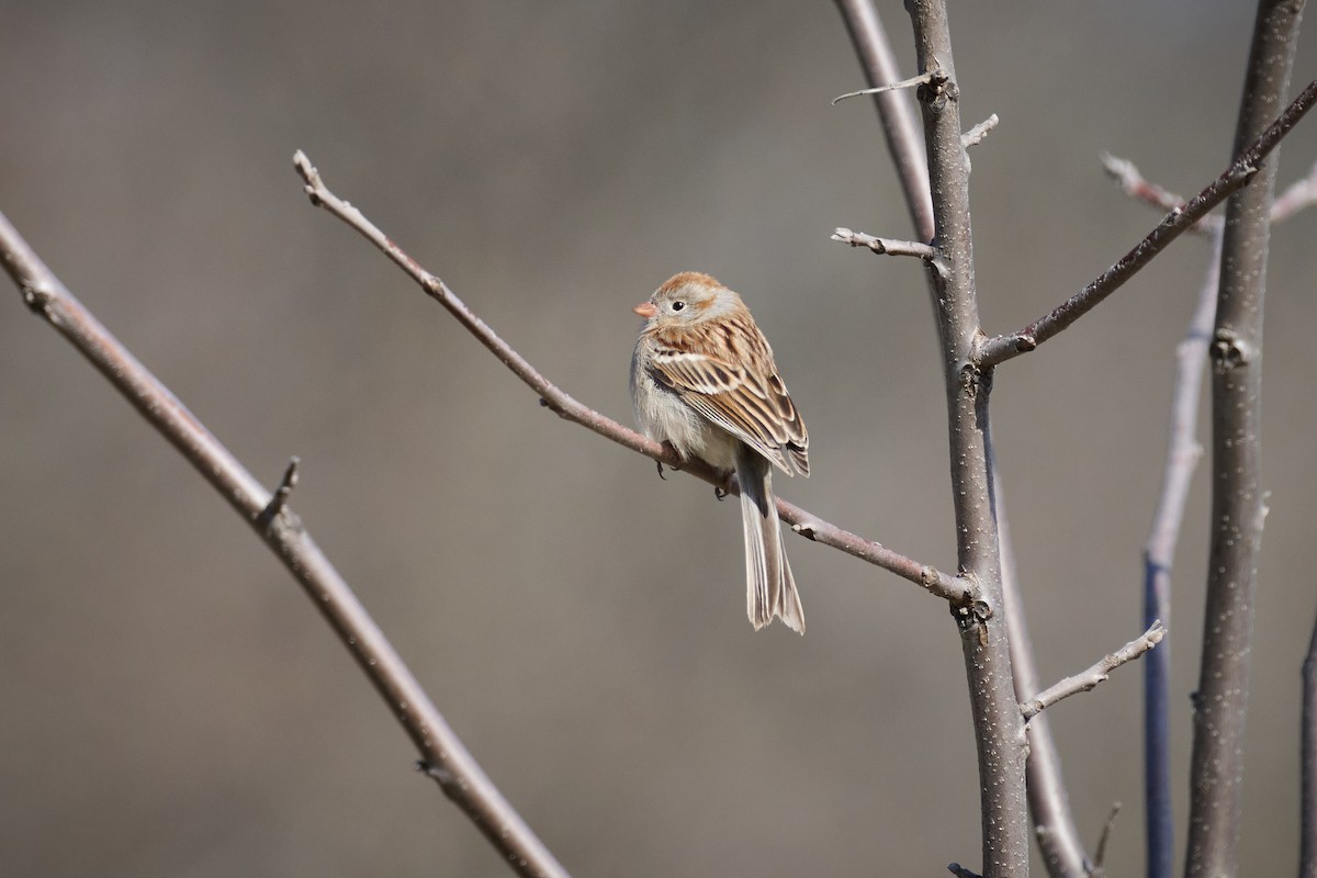 Field Sparrow - ML616991465