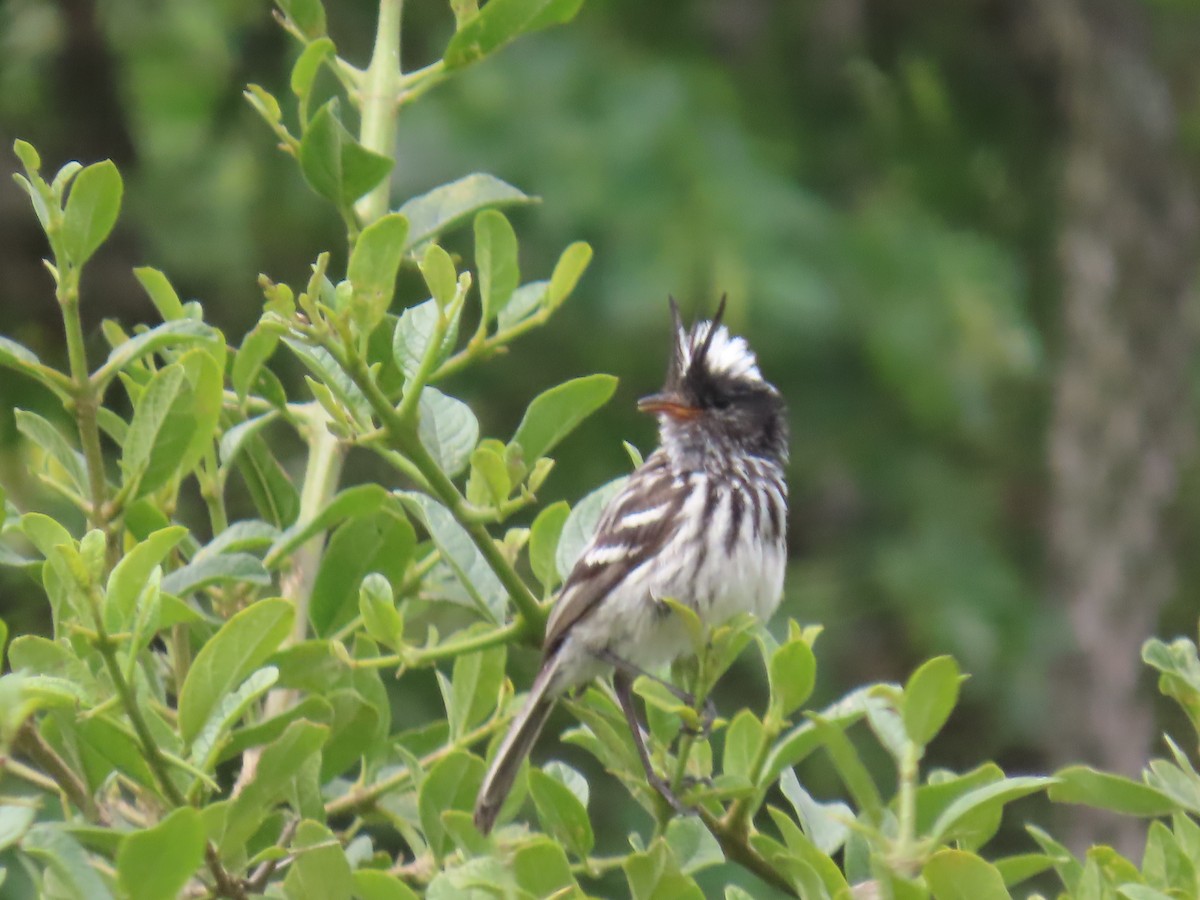 Pied-crested Tit-Tyrant - ML616991471