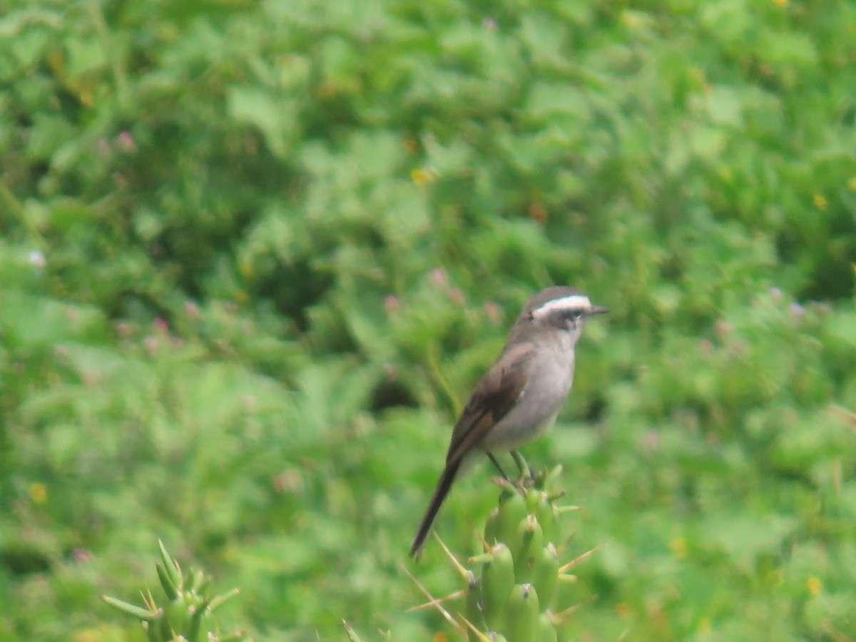 White-browed Chat-Tyrant - ML616991491