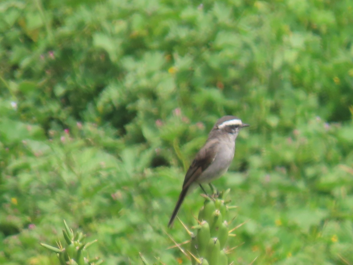 White-browed Chat-Tyrant - Katherine Holland