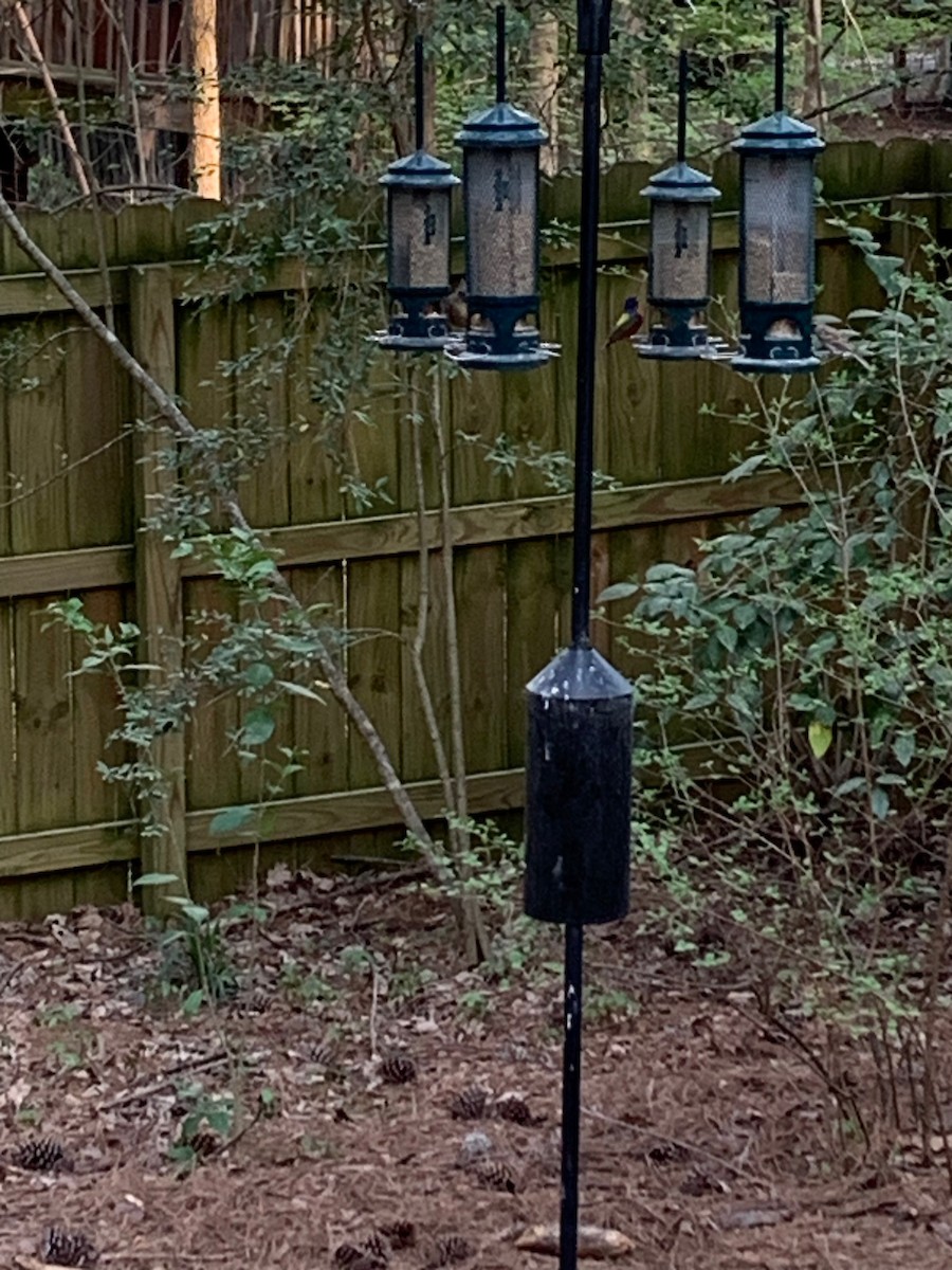 eBird Checklist 5 Apr 2024 1804 Old Oxford Rd, Chapel Hill USNC 35