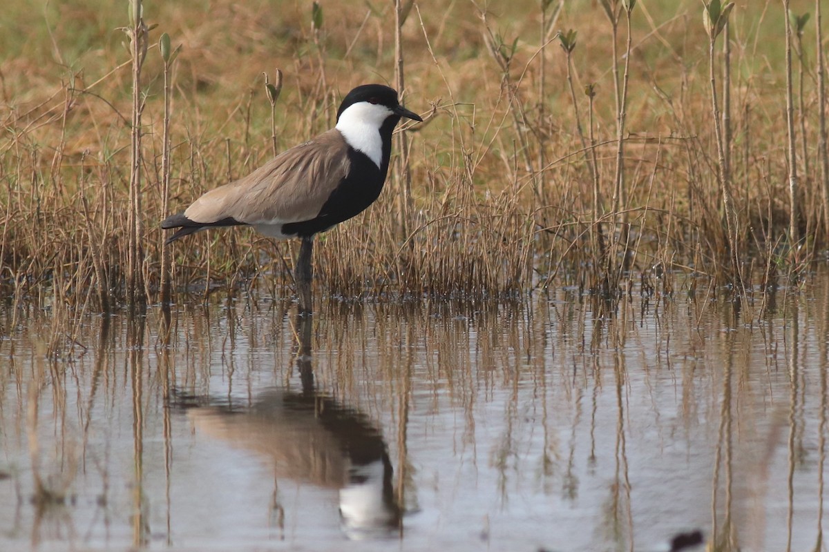 Spur-winged Lapwing - ML616991593