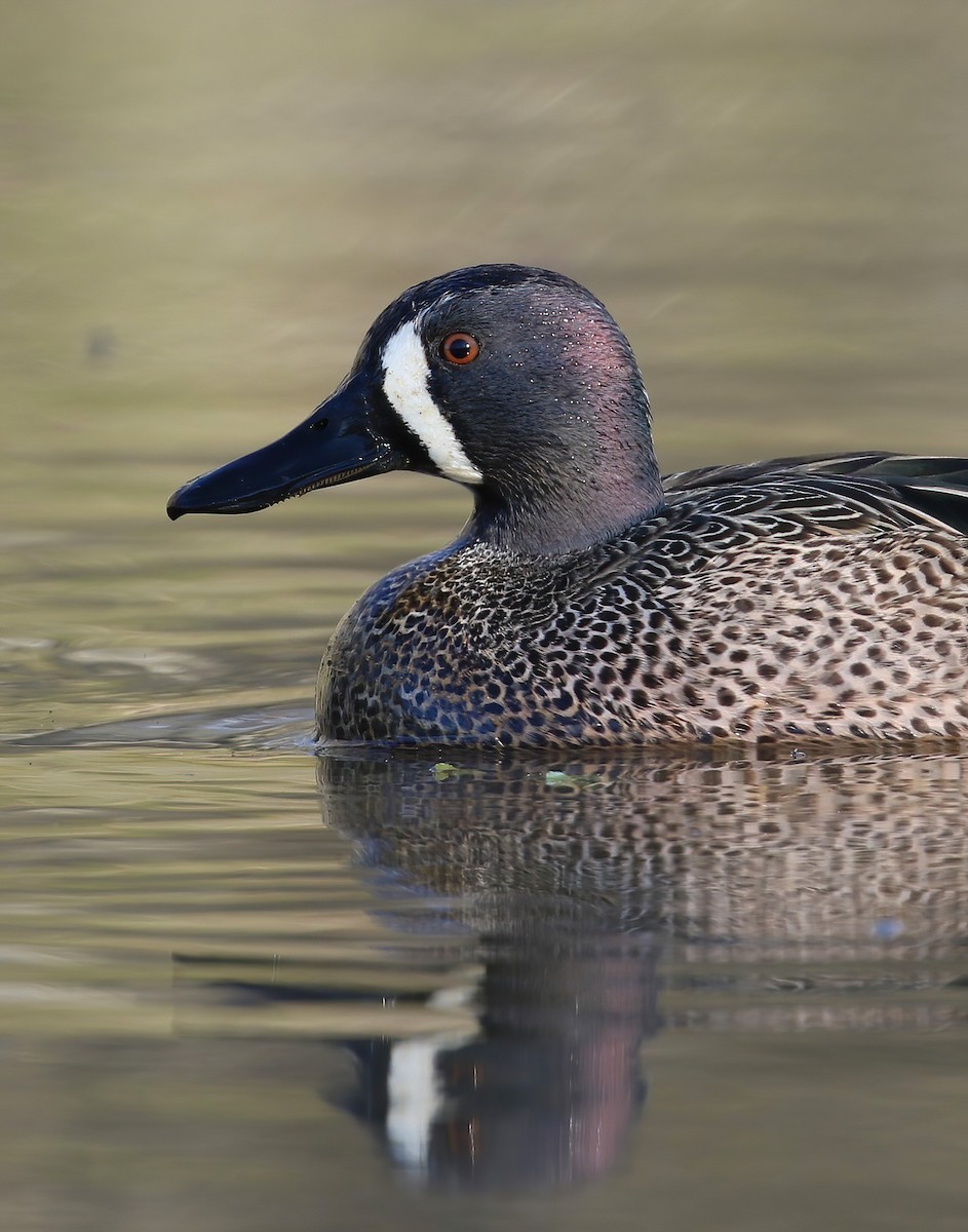 Blue-winged Teal - ML616991663