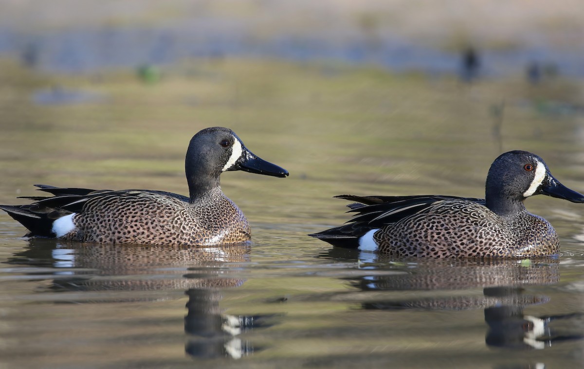 Blue-winged Teal - ML616991664