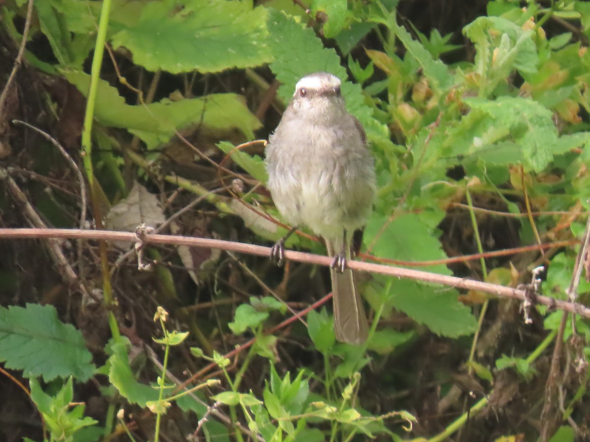 White-browed Chat-Tyrant - ML616991736