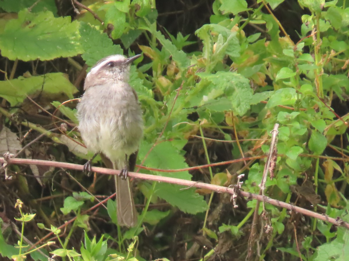 White-browed Chat-Tyrant - ML616991741