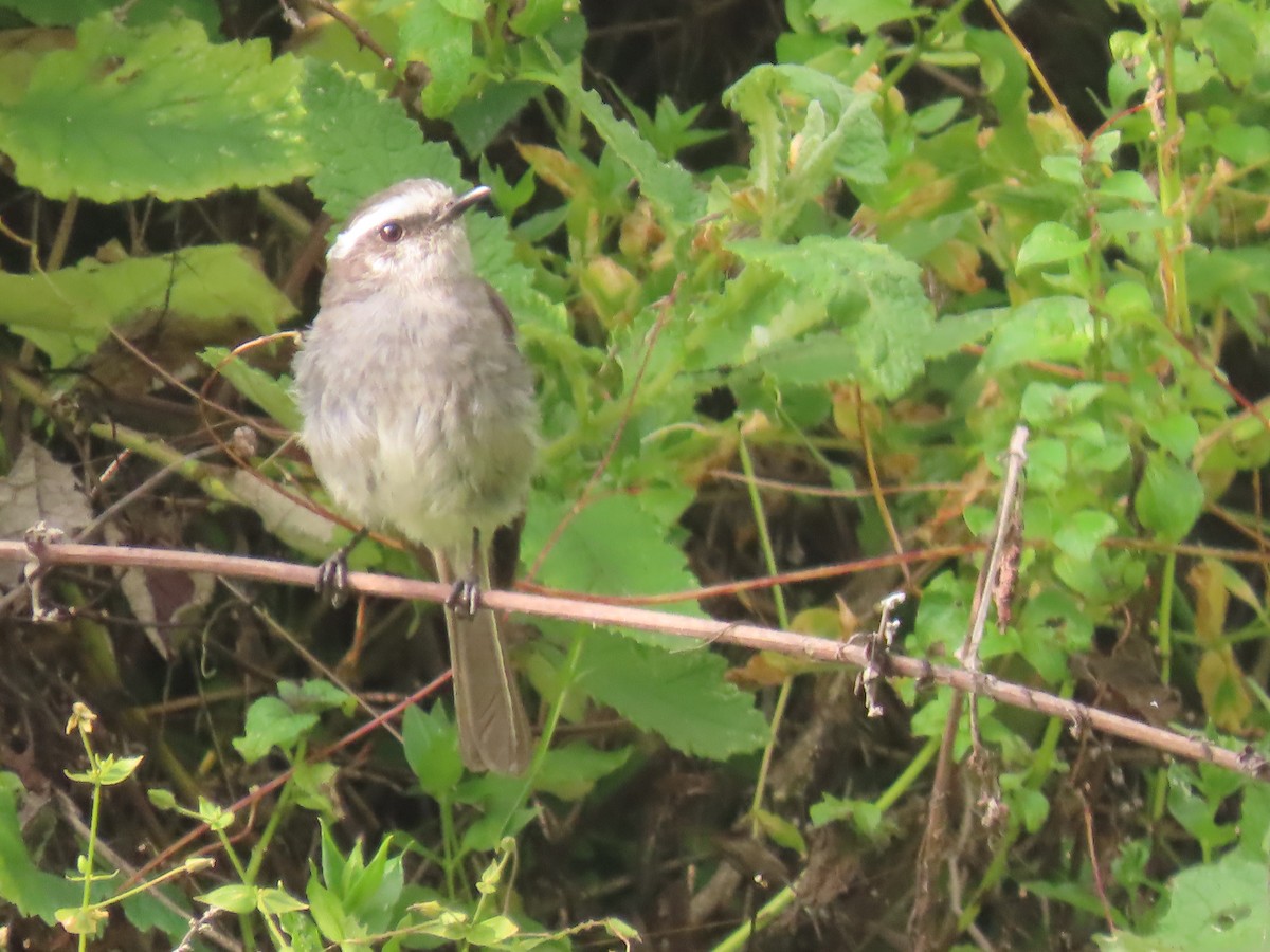 White-browed Chat-Tyrant - ML616991744
