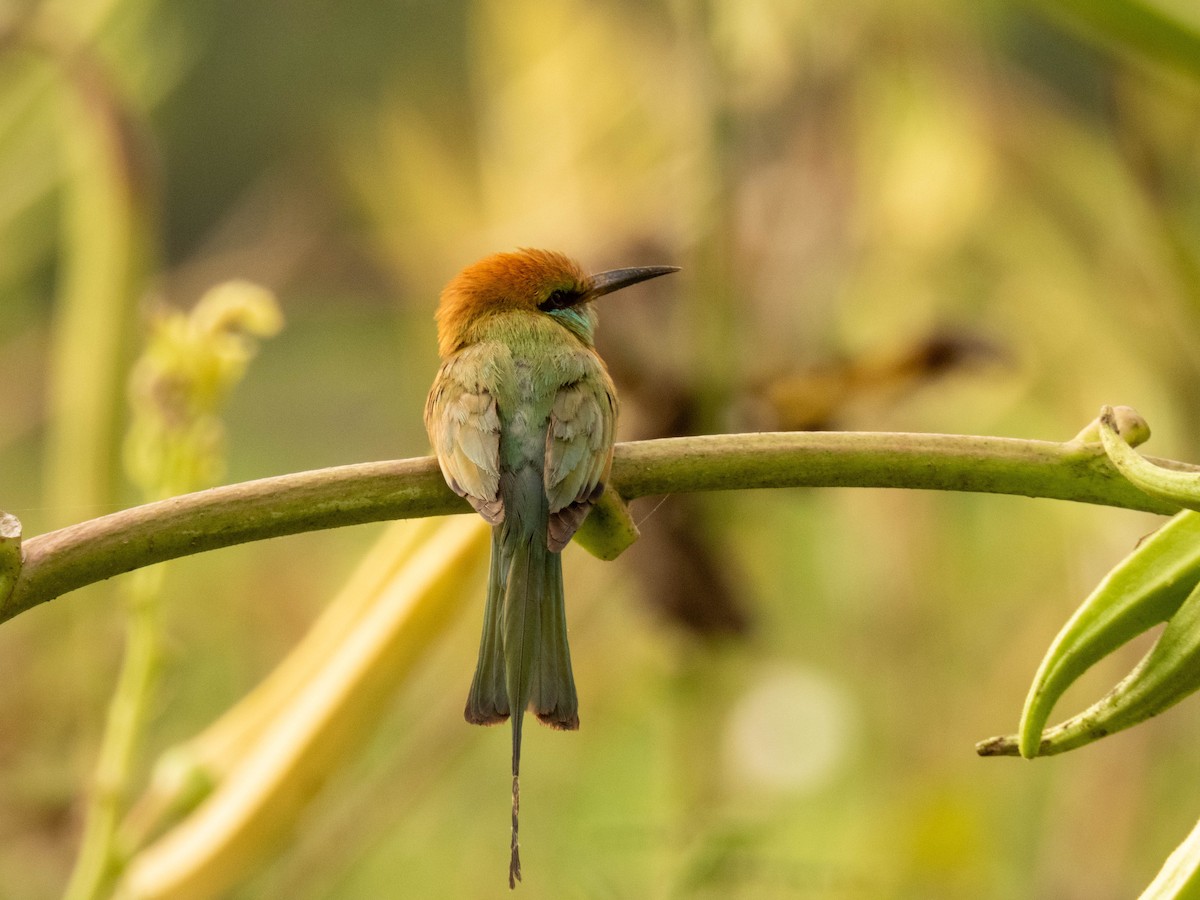 Asian Green Bee-eater - ML616991745