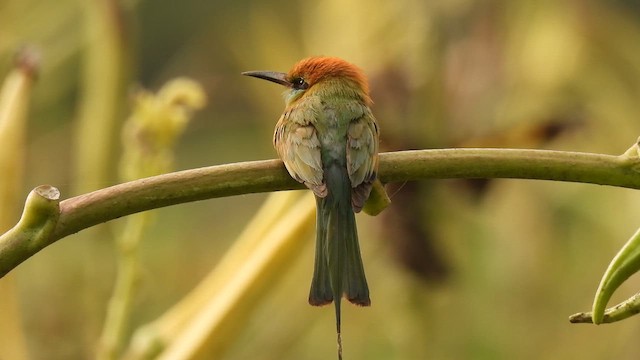 Asian Green Bee-eater - ML616991761