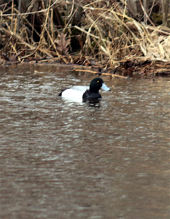 Greater Scaup - ML616991797