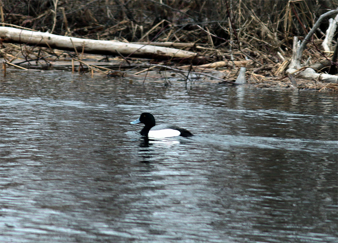 Greater Scaup - ML616991798