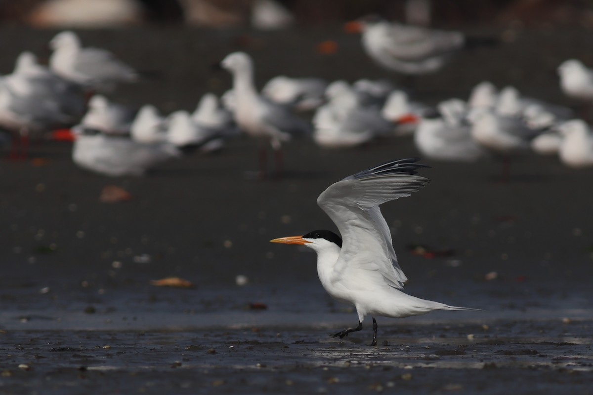West African Crested Tern - ML616991806