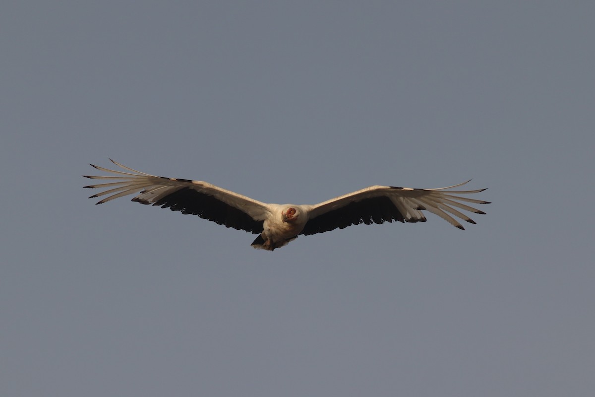 Palm-nut Vulture - ML616991907