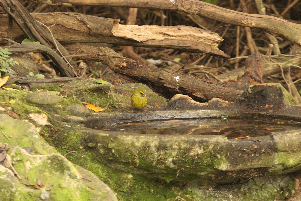 Forest Canary - ML616992001