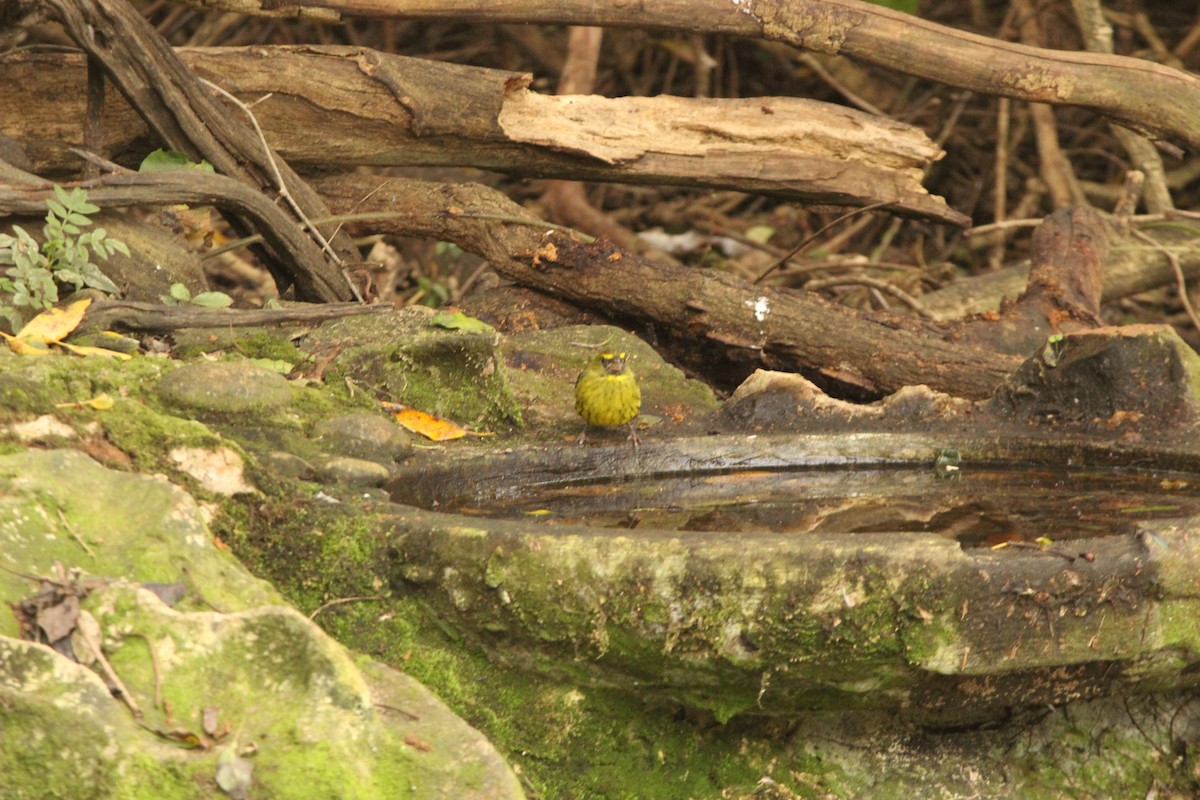 Forest Canary - ML616992002
