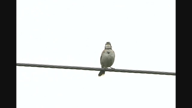 Lark Sparrow - ML616992041
