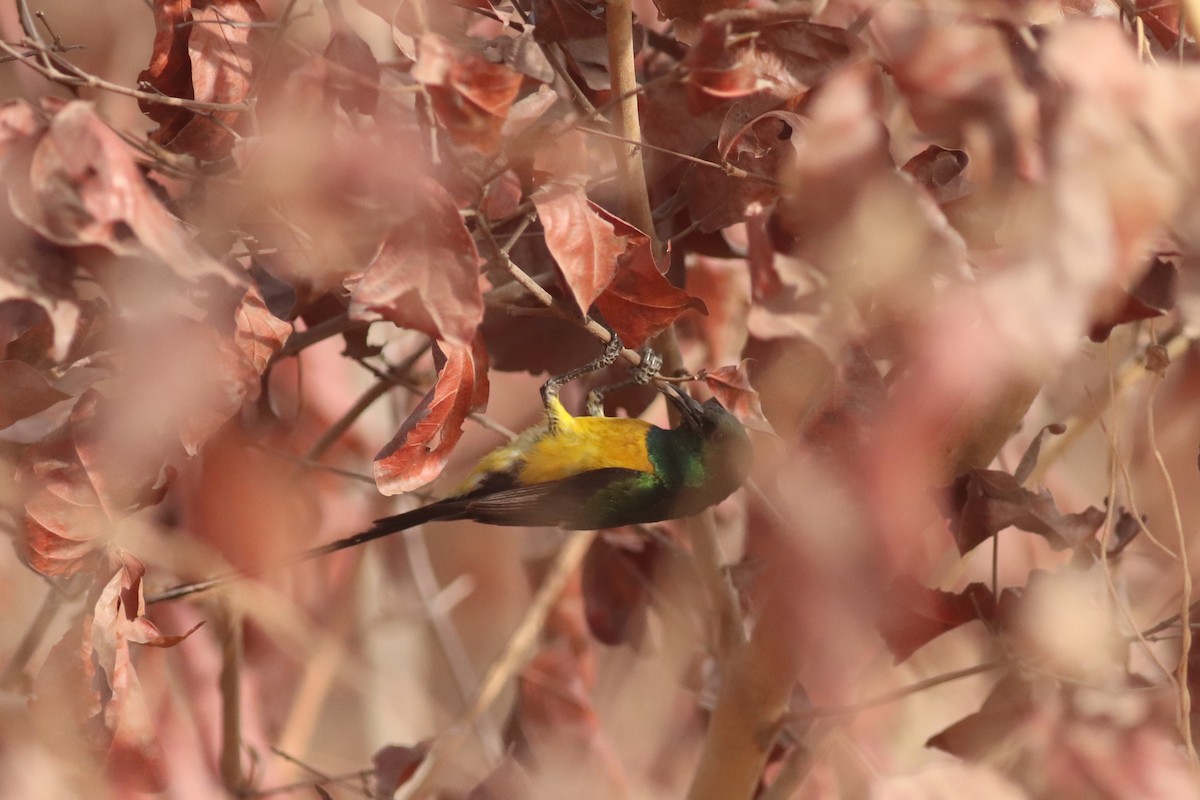 Pygmy Sunbird - Leon Brüniger