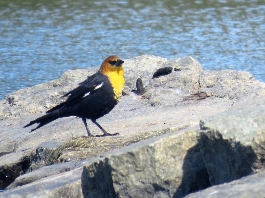 Yellow-headed Blackbird - ML616992083