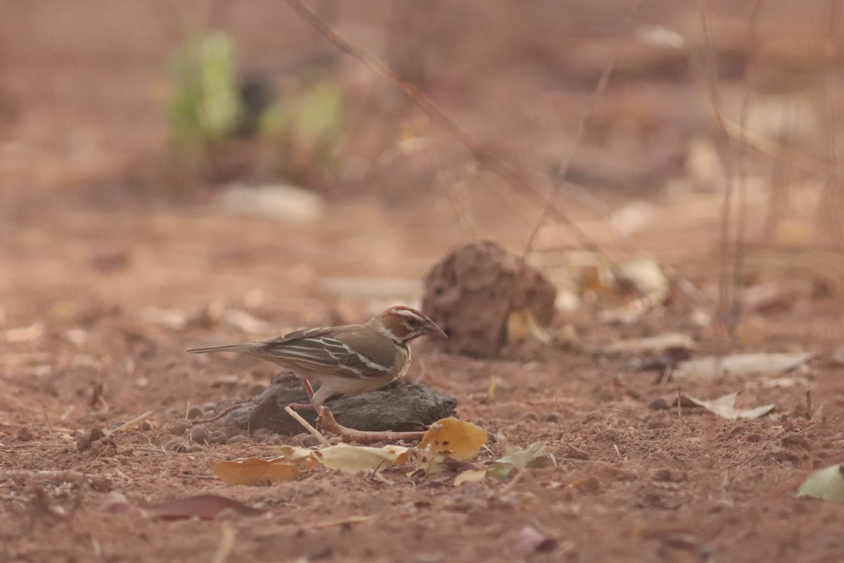 Chestnut-crowned Sparrow-Weaver - ML616992086
