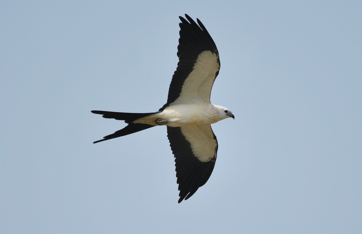 Swallow-tailed Kite - ML616992110