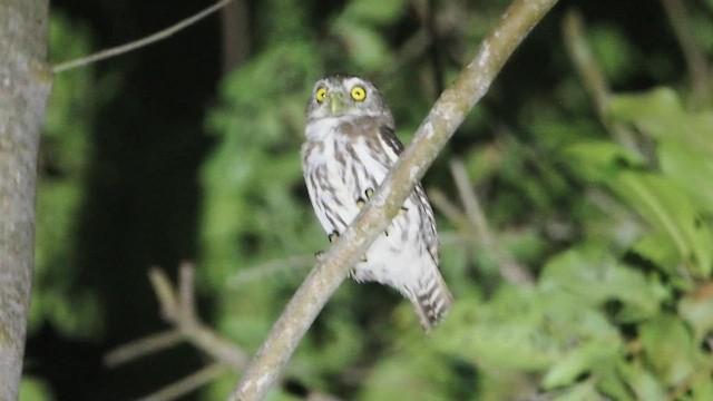 Ferruginous Pygmy-Owl - ML616992113