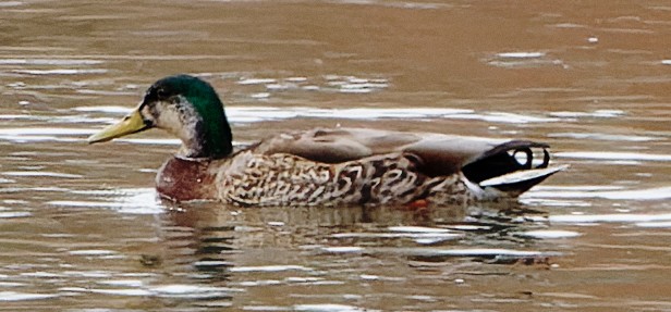 Mallard x Mexican Duck (hybrid) - ML616992118