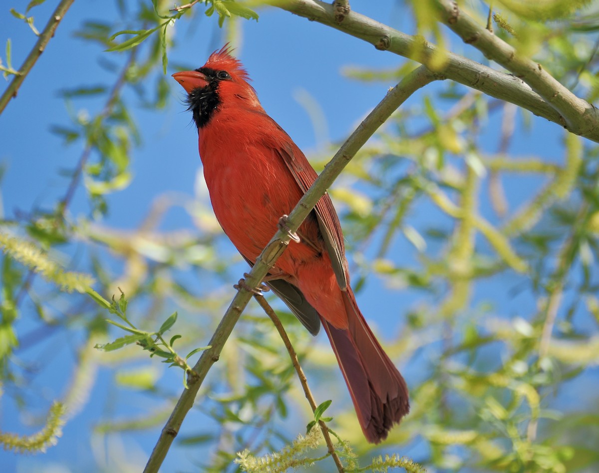 Cardinal rouge - ML616992217