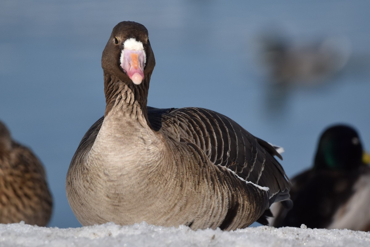 Greater White-fronted Goose - ML616992251