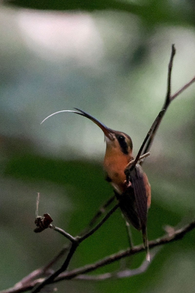 kolibřík malý - ML616992266