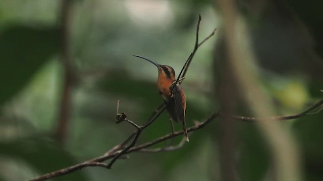 Rotschattenkolibri - ML616992267